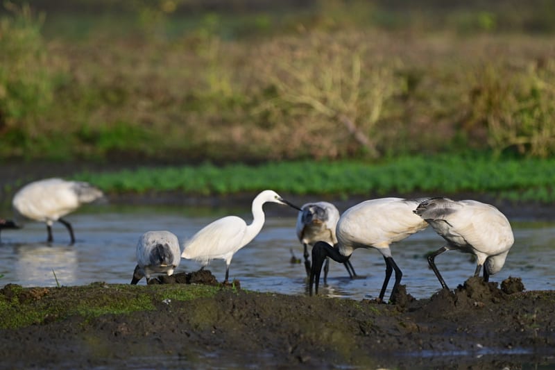 A close up of a flock of wading birds gathered near a lake with vegetation in the background at Sariska National Park near Utsav Camp Sariska. If you're planning a trip from Delhi to Sariska National Park, it would take you about 4 to 5 hours to reach