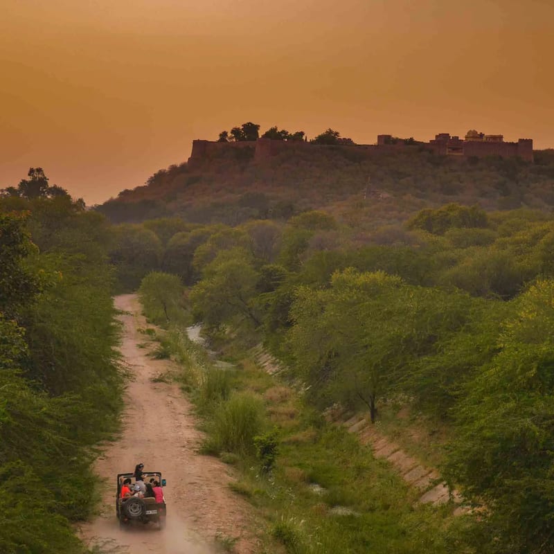 A drone shot of a jeep travelling on a muddy road next to many trees with a mountain in the distance as seen during a jeep safari in Sariska National Park Safari.