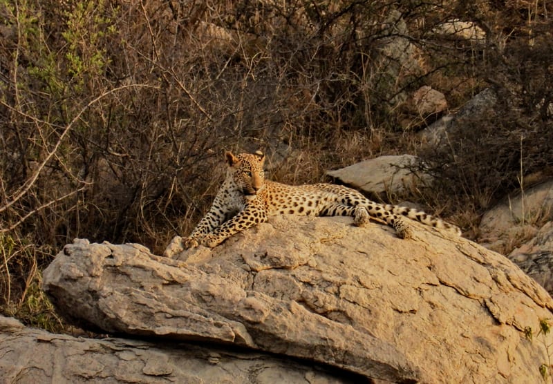 A Leopard resting on a large rock, partially hidden among dry bushes as seen during sunset in Sariska Tiger Reserve.