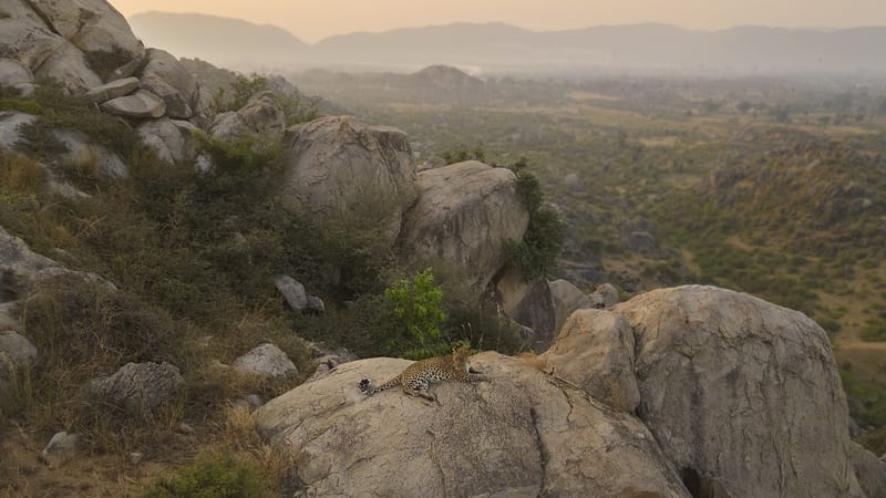 A leopard rests on a large rock overlooking a wide valley of hills near Utsav Camp Sariska.