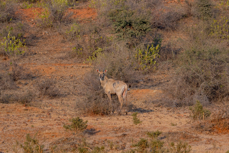 Nilgai grazing on open terrain