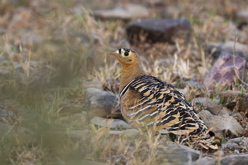 A painted sandgrouse on the forest floor