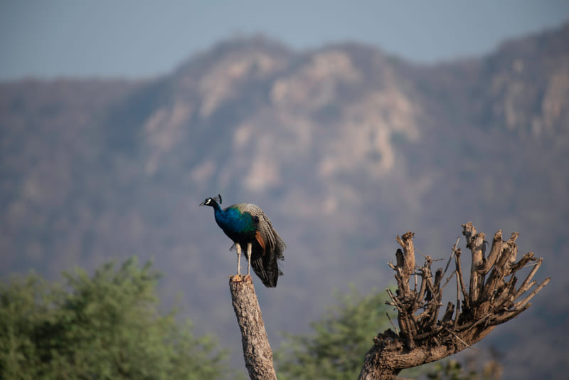 A peacock perched on a tree stump while looking away from the camera in Sariska Tiger Reserve near Utsav Camp Sariska. This tiger reserve is one of the must-visit places to visit near Delhi for 2 days.