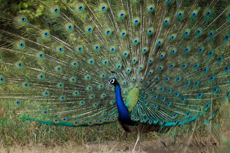 An overview of a peacock with its feathers open - Utsav Camp Sariska