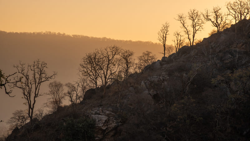 A rocky Sariska ridge and bare trees against a hazy sunset