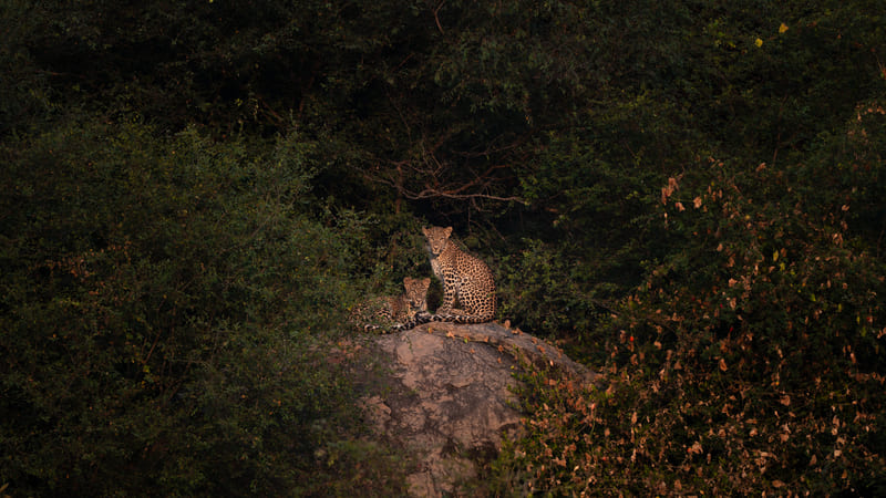 A pair of leopards on a rock outcrop in dense scrub
