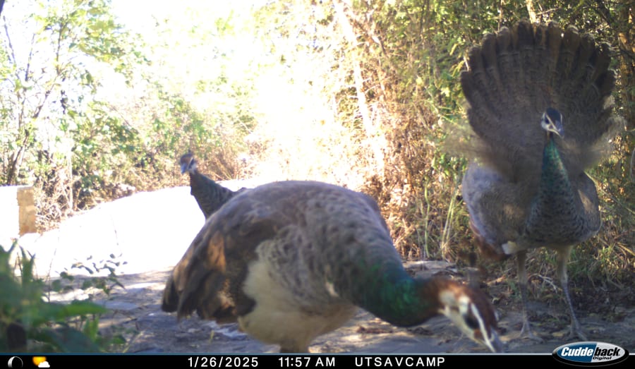 A camera trap mounted in the forest