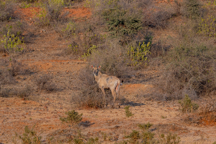 A nilgai standing in open scrub