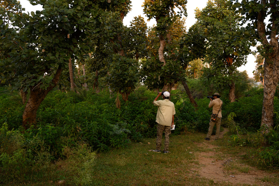 Two naturalists scanning the canopy in open forest