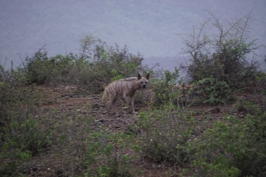 A striped hyena moving through the scrub at night