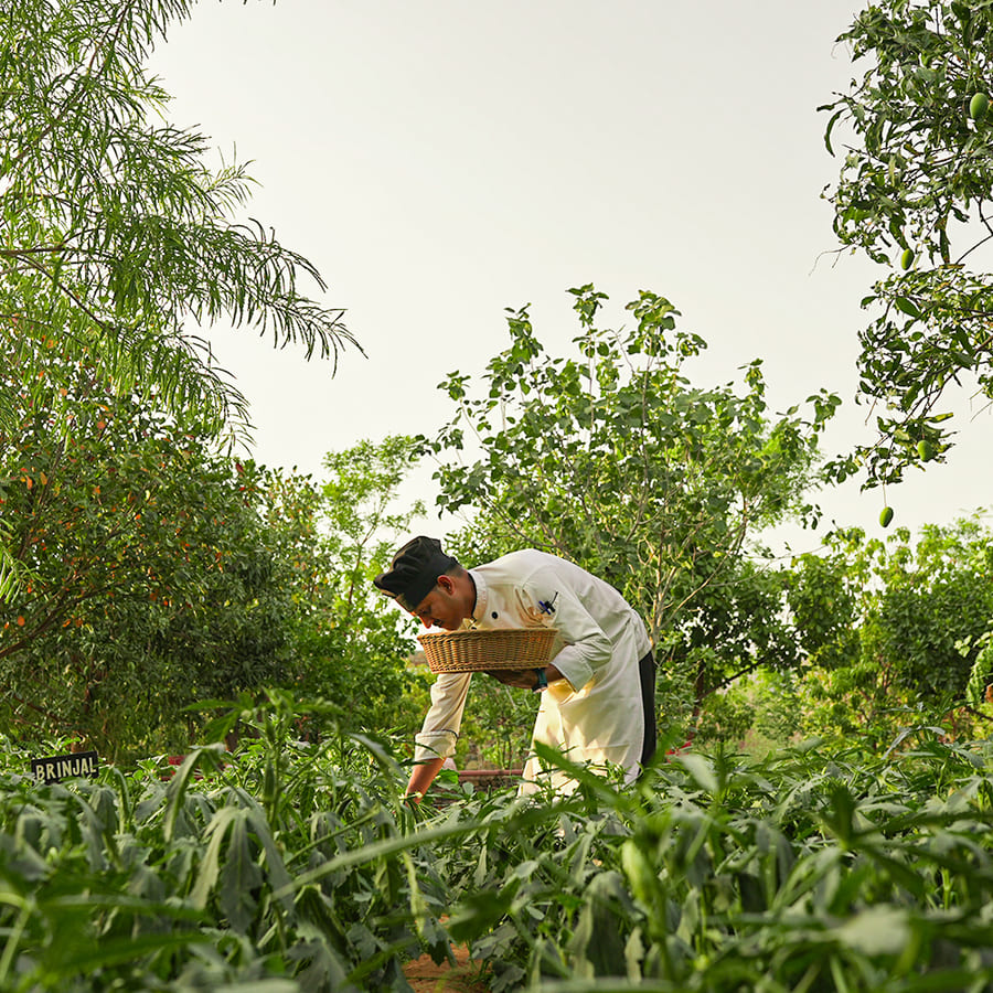 A chef picking produce in the camp's kitchen garden
