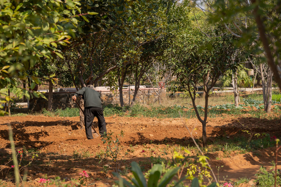 A gardener working the chemical-free kitchen garden