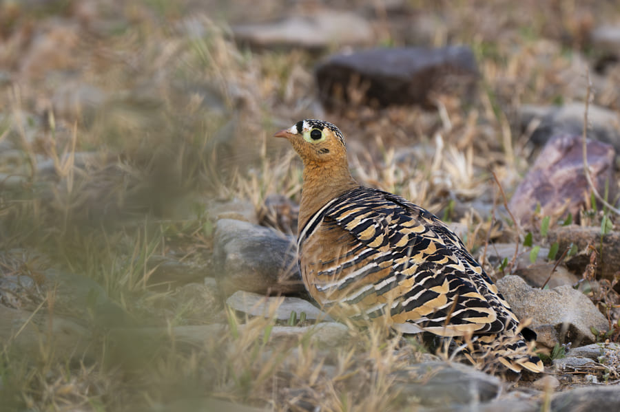 A painted sandgrouse on stony ground