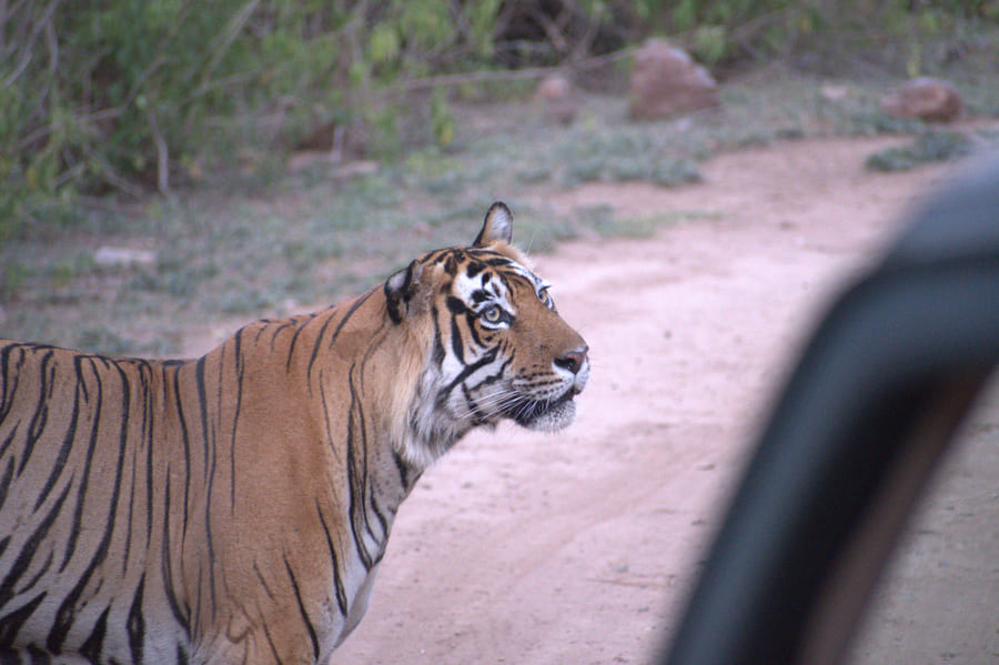 A tiger walking the track alongside a safari vehicle in Sariska