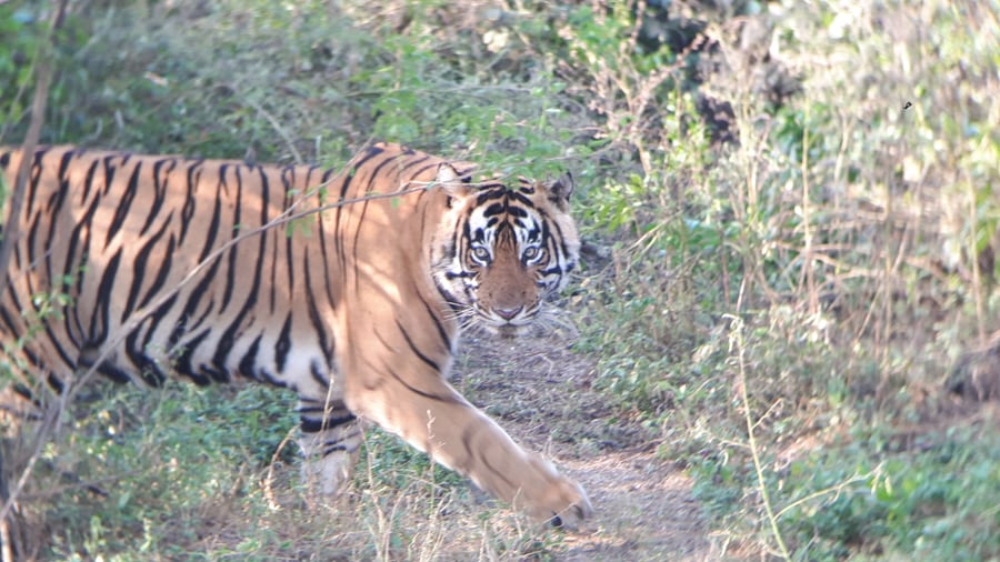 A tiger moving through dry scrub, holding eye contact