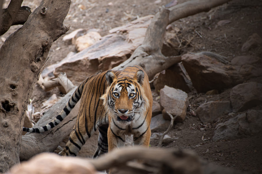 A tiger walking head-on through the rocks