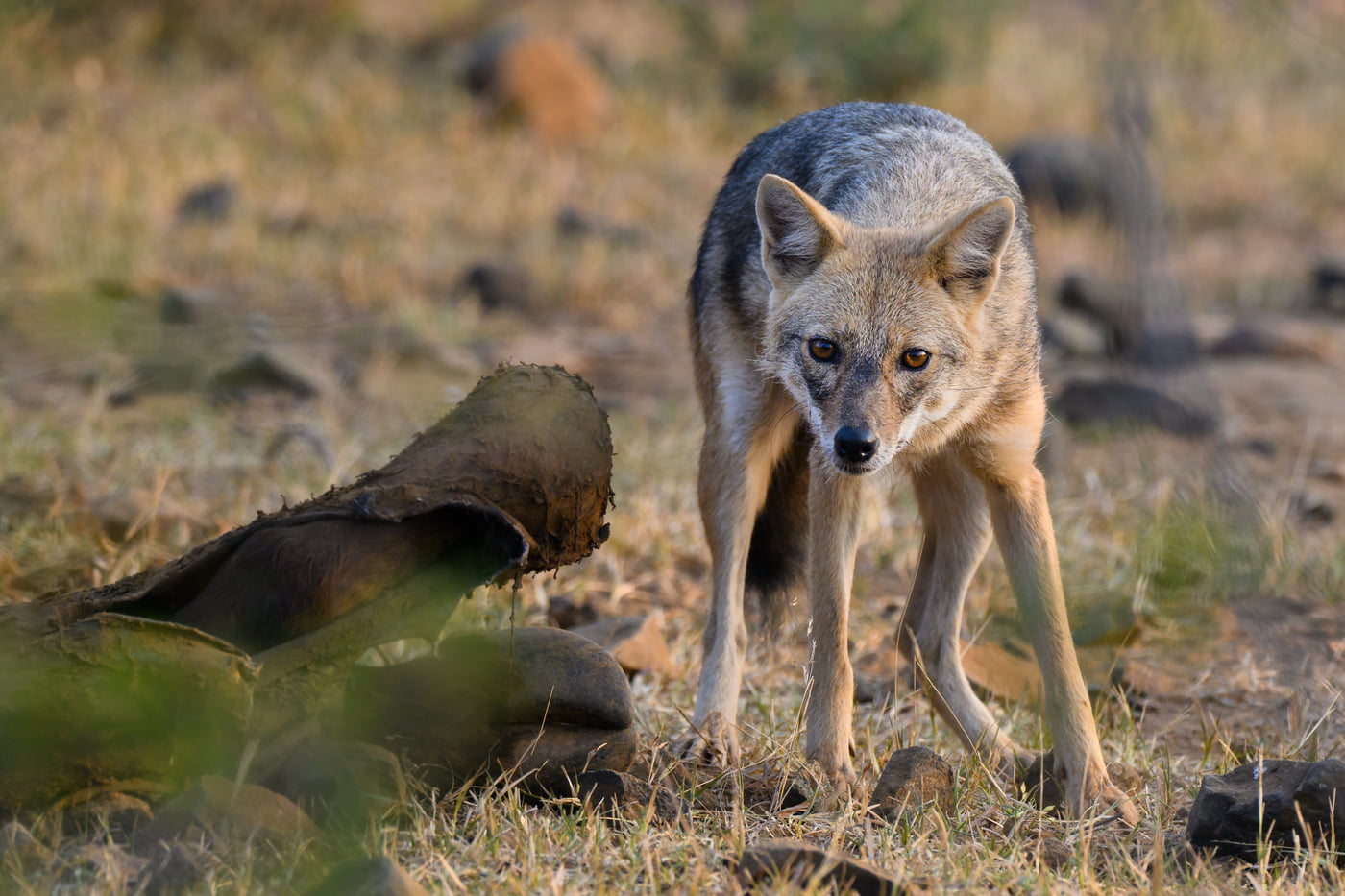 An image of a n Arabian wolf in an arid land
