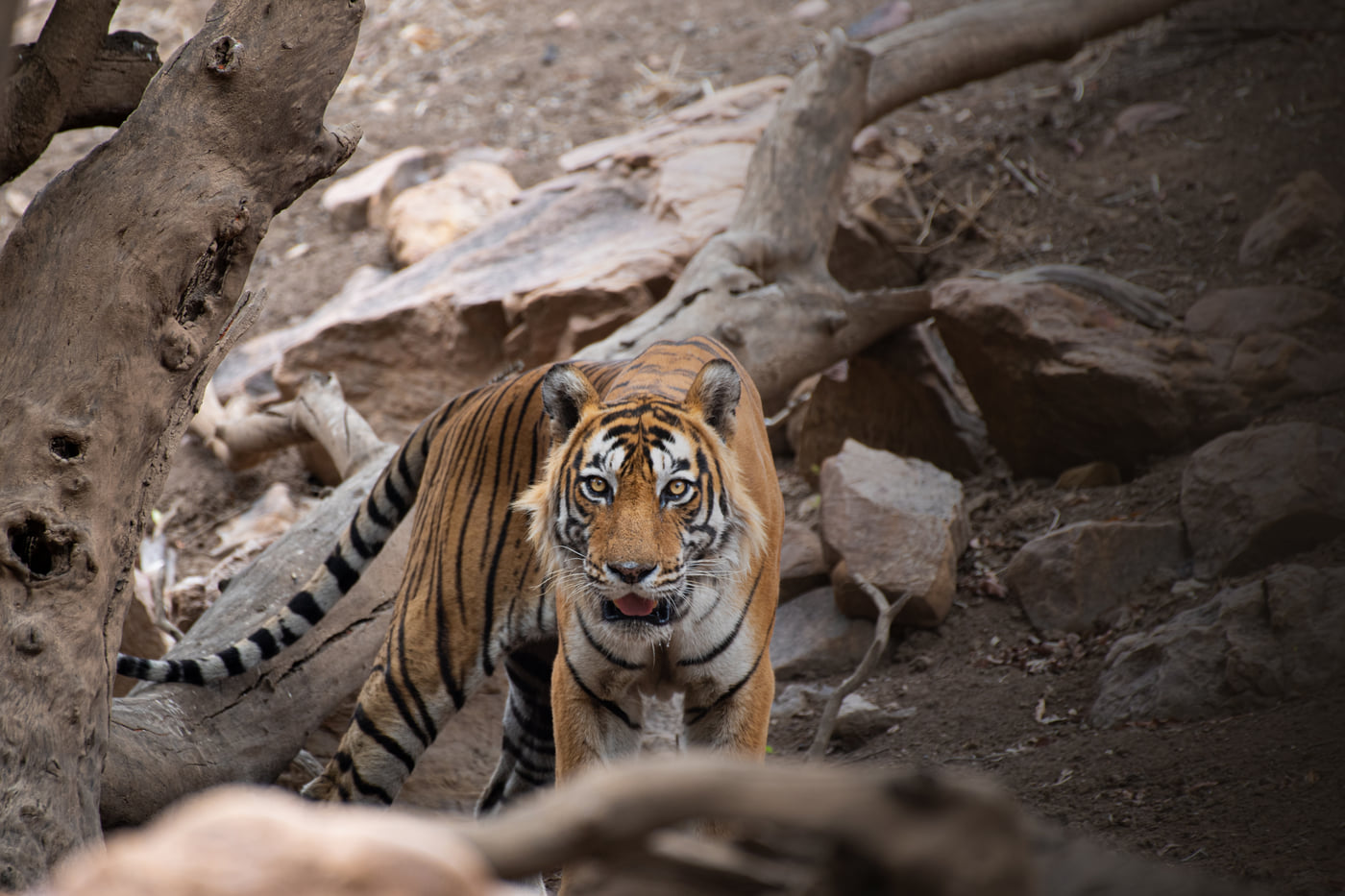 A tiger stepping out from behind fallen timber and rock in Sariska