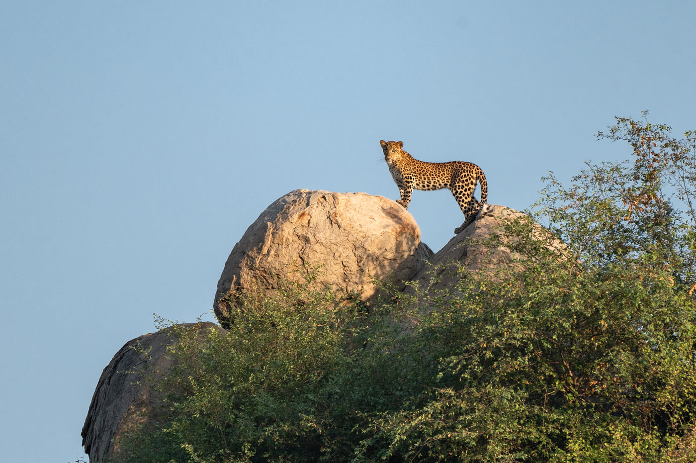 A leopard standing on a granite boulder against open sky near Tehla