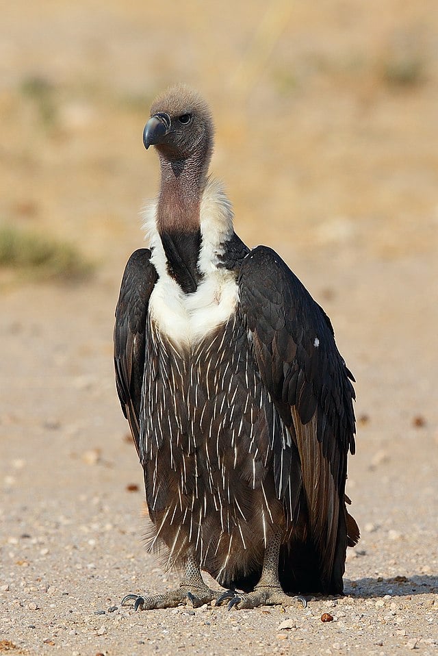 A close-up image featuring a white rumped vulture resting on ground