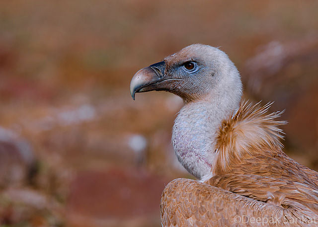 A close-up image of a Griffon vulture