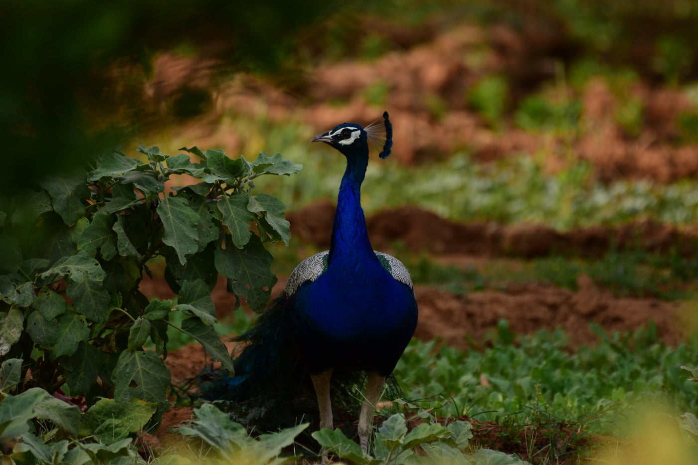A close-up image of peacock standing on the ground.