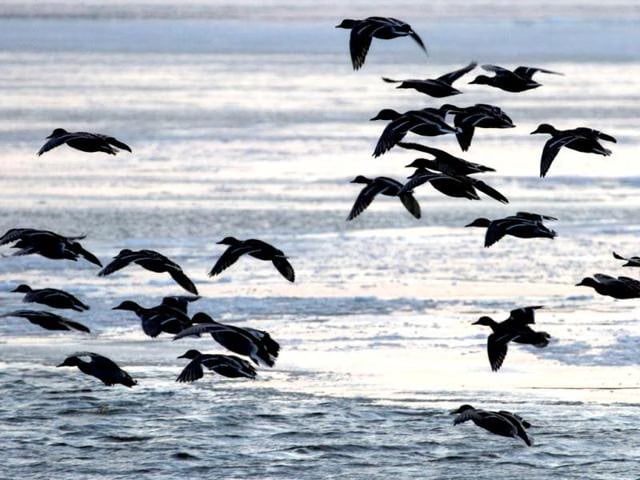Birds flying over a waterbody on a bright day