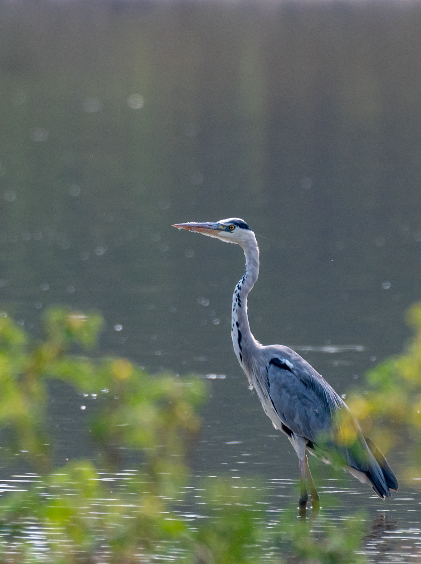 A grey heron standing in the water in daylight