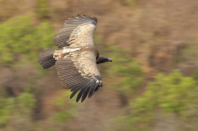 A picture featuring a Long-billed Vulture flying with a blurred background