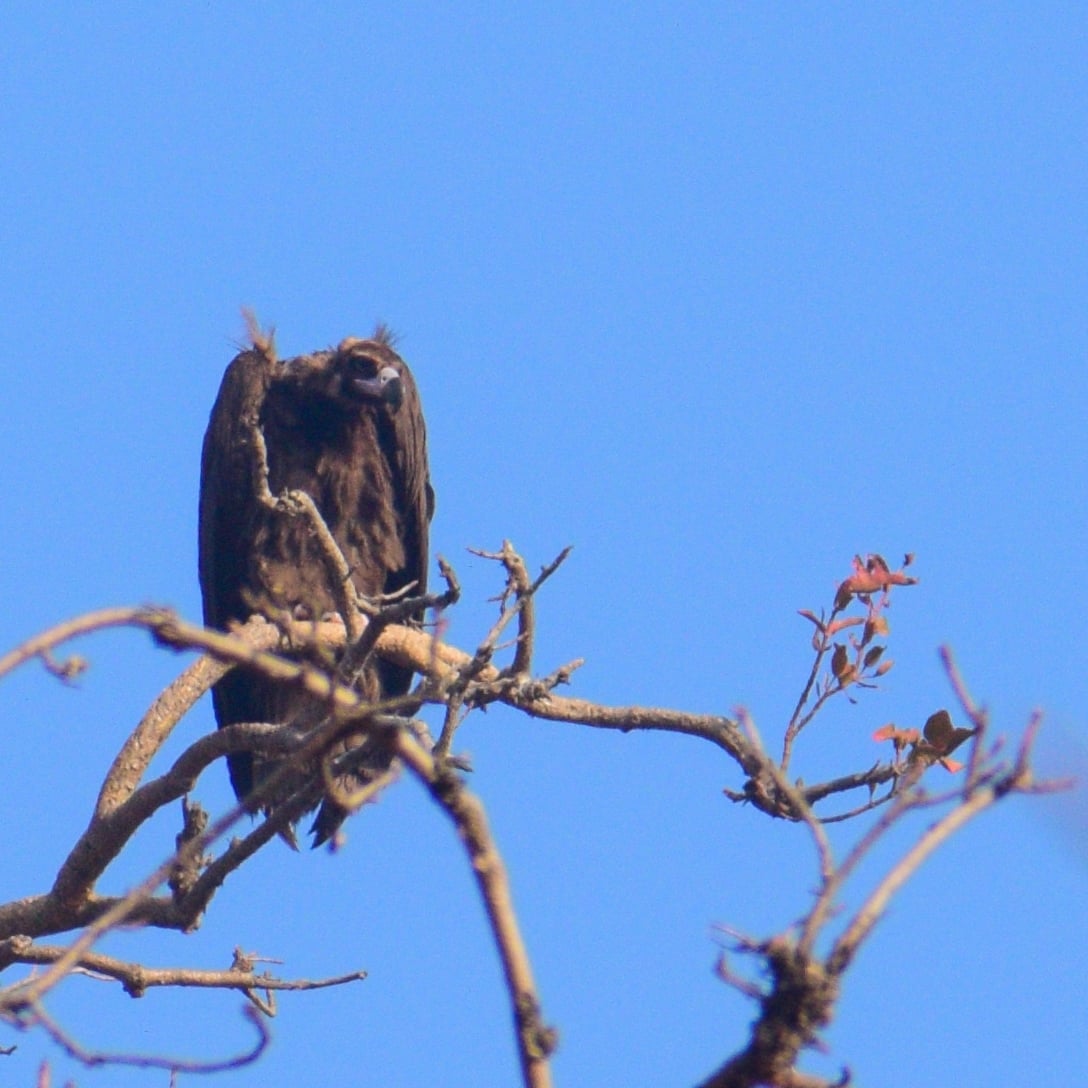 A picture featuring a Cinereous vulture perching on a tree