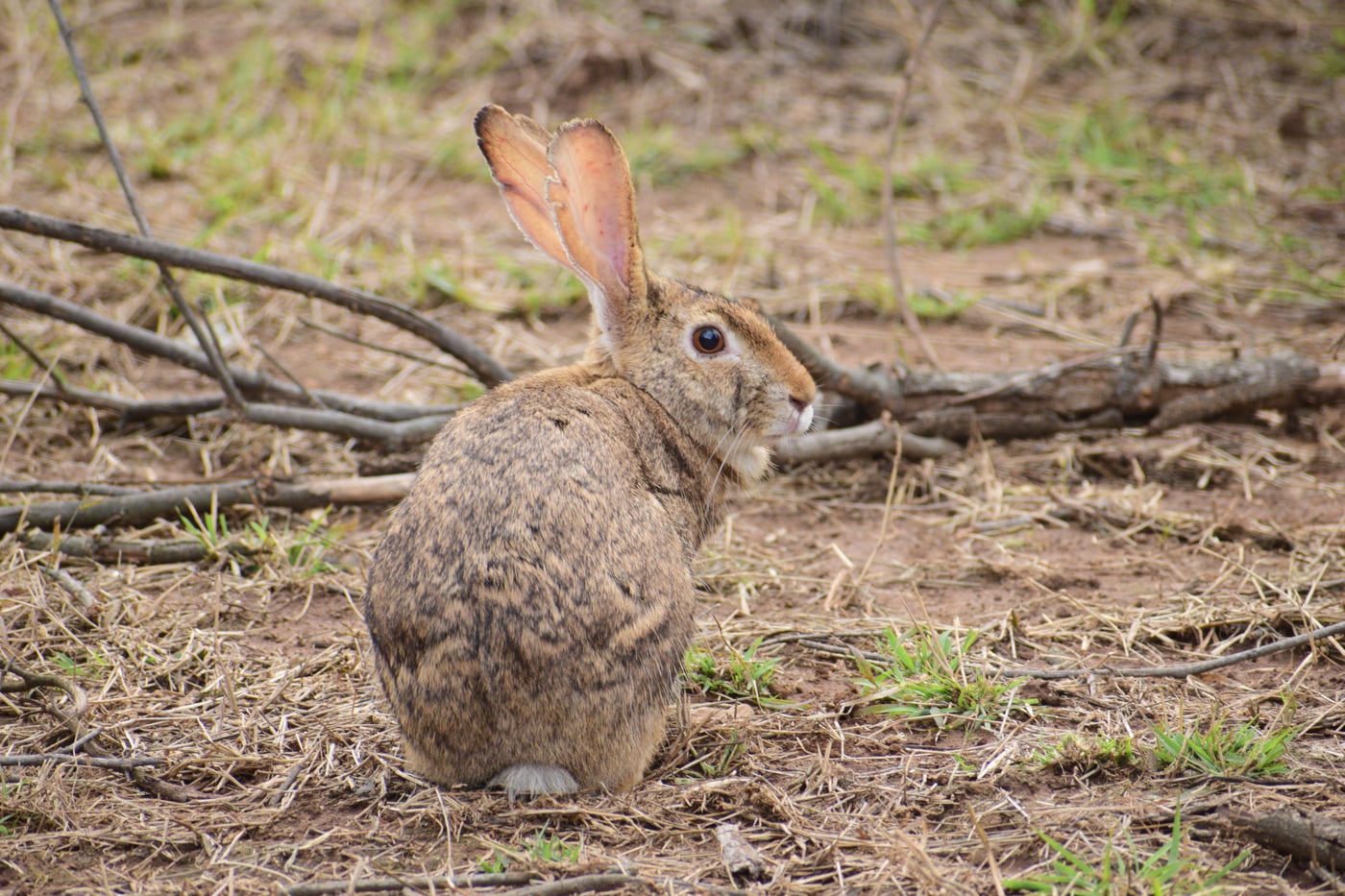 A picture featuring a rabbit resting on the ground with grass in the day time
