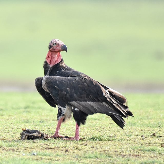 A picture featuring a red headed vulture standing on the ground