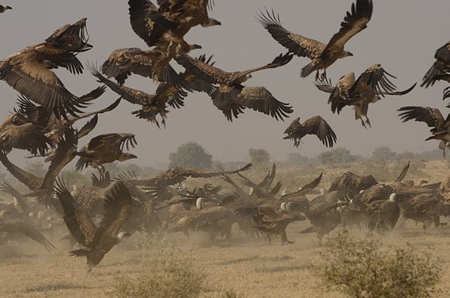 A picture featuring many Griffon vultures, a few resting and a few flying, captured in the day time
