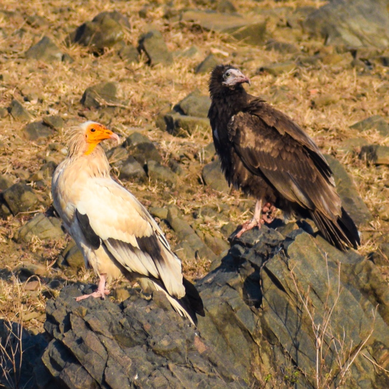 A picture featuring 2 Egyptian Vultures resting on rock surface