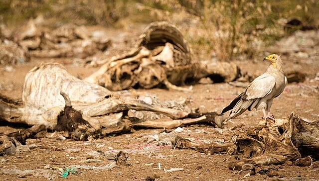 A picture of a Vulture resting and few dead animals in the backgroud