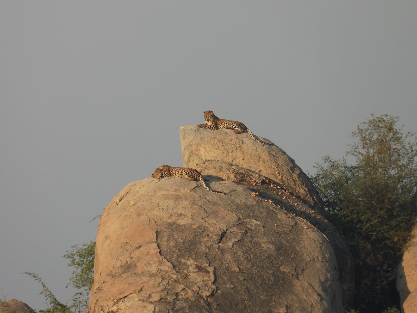 2 leopords resting on a rock of a mountain at Utsav Camp sariska