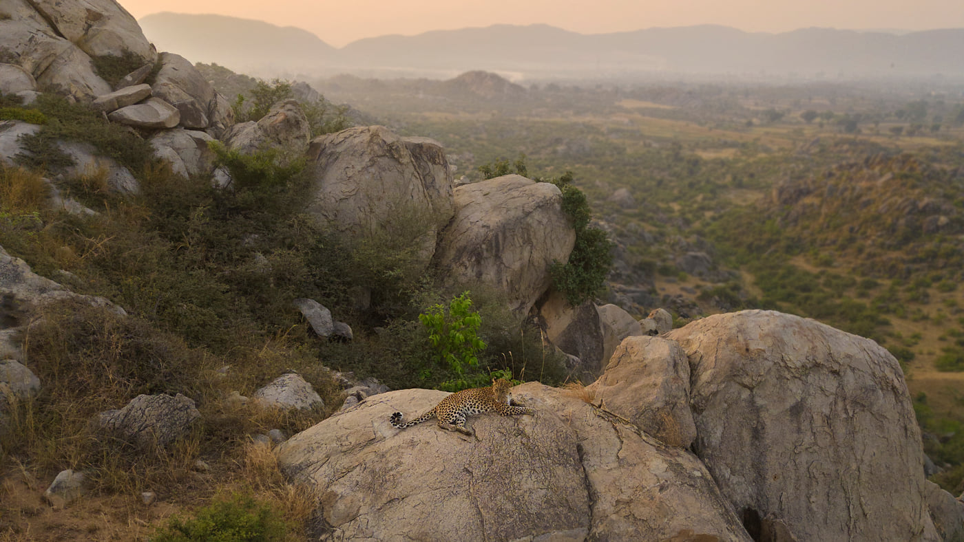 Leopard resting on a huge rock of a mountain