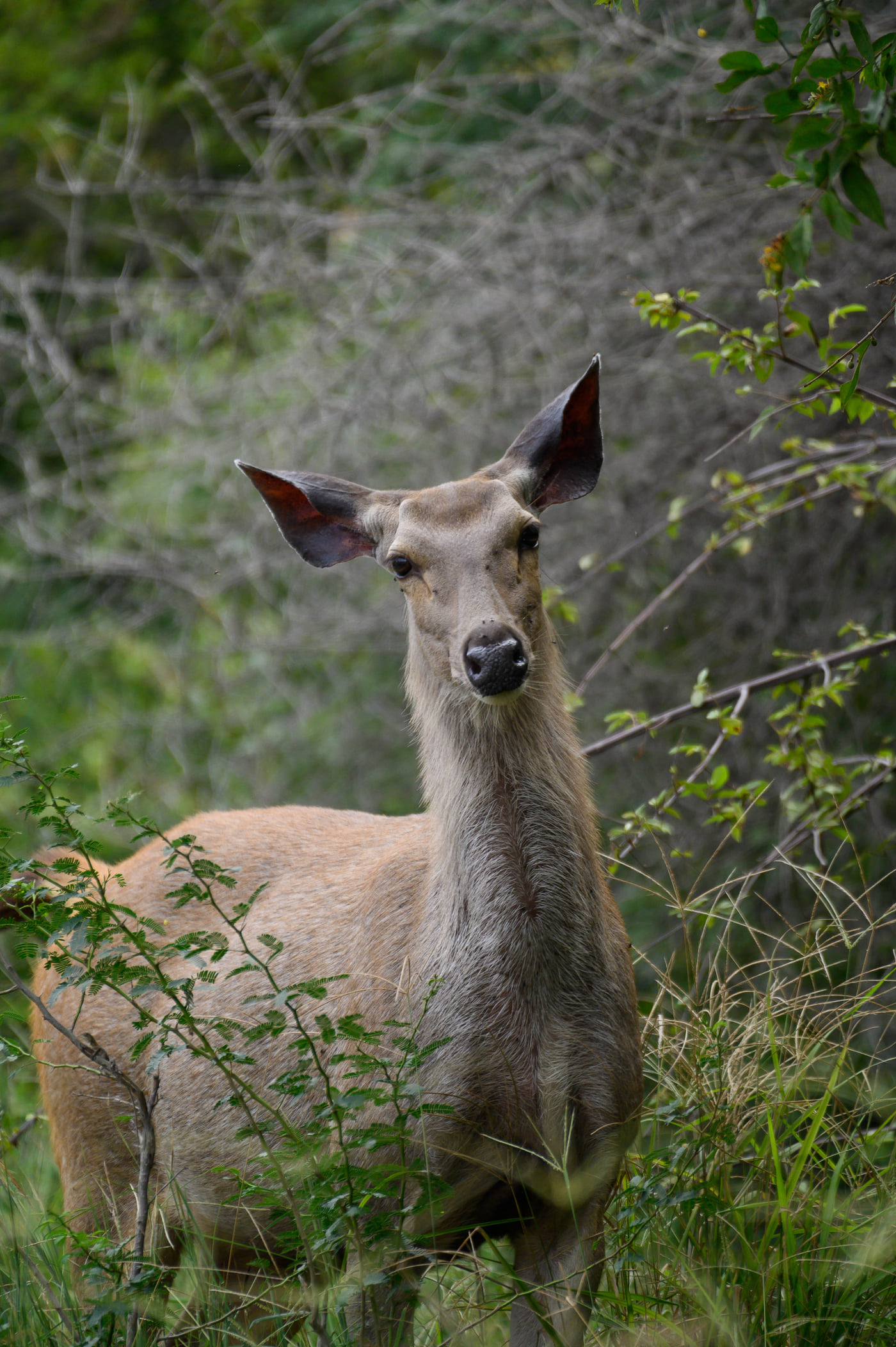 A deer wandering in the middle of the forest | Utsav camp Sariska