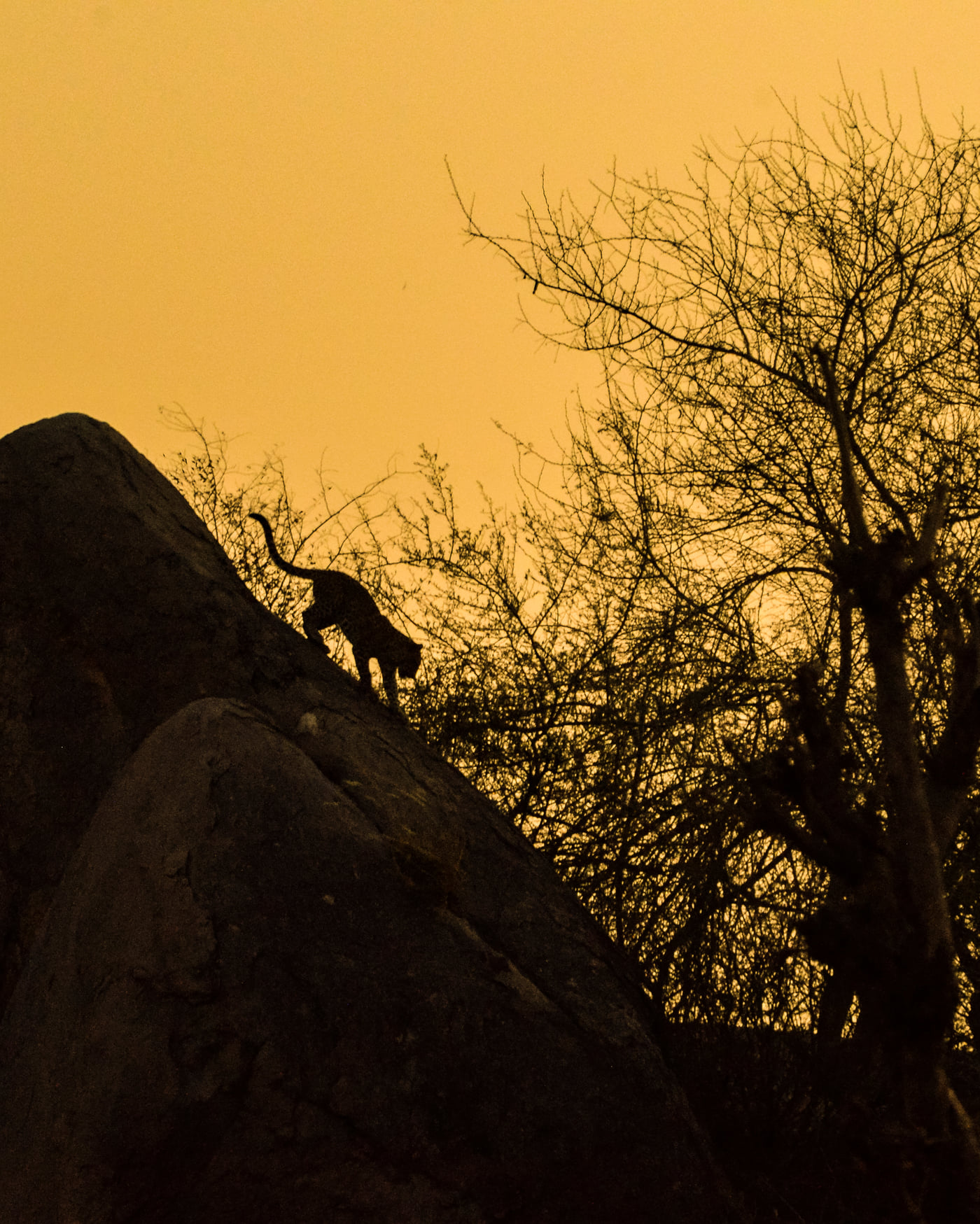 A Leopard walking down the boulder during sunset