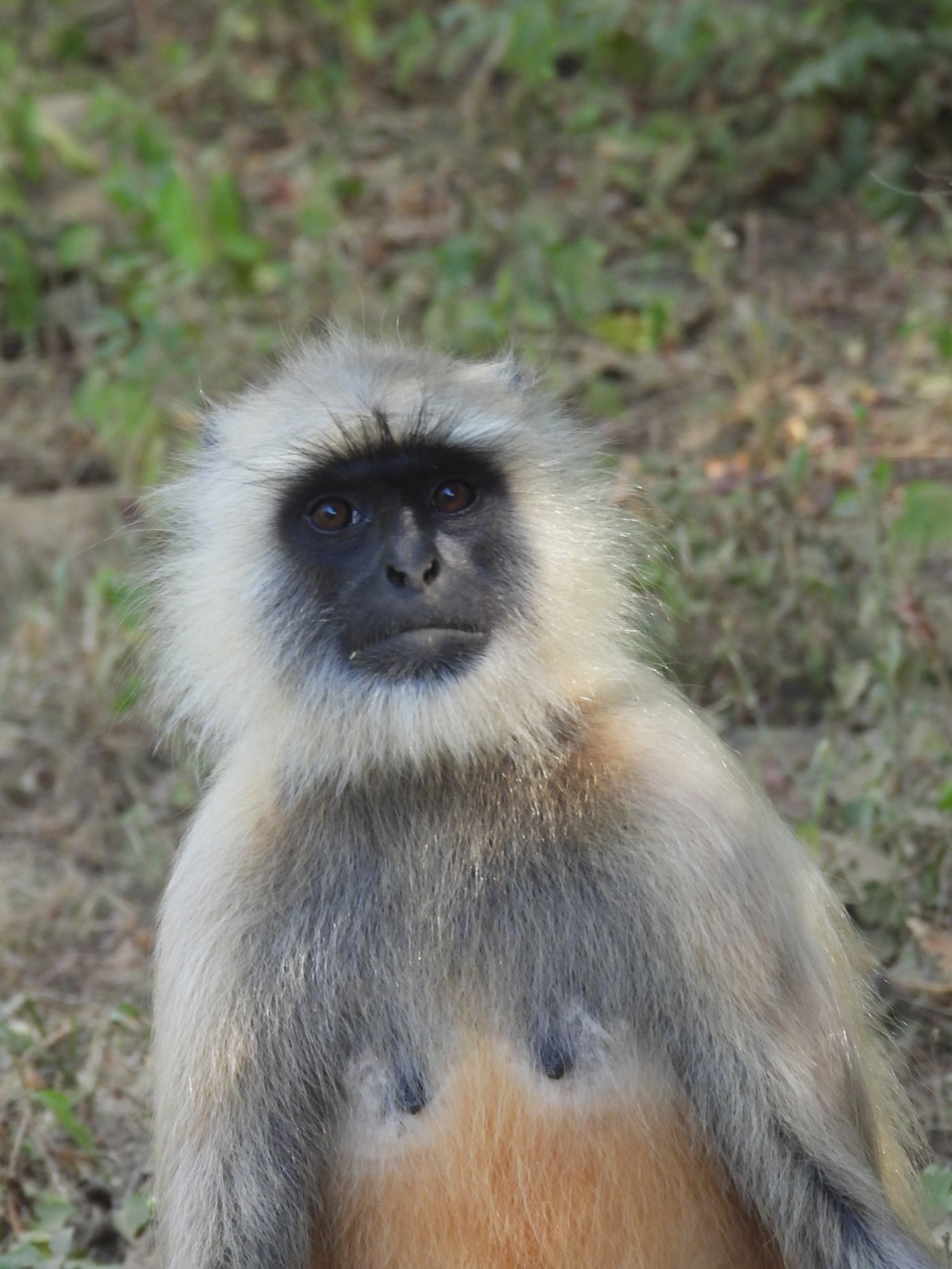 A gray langur monkey looks directly at the camera.
