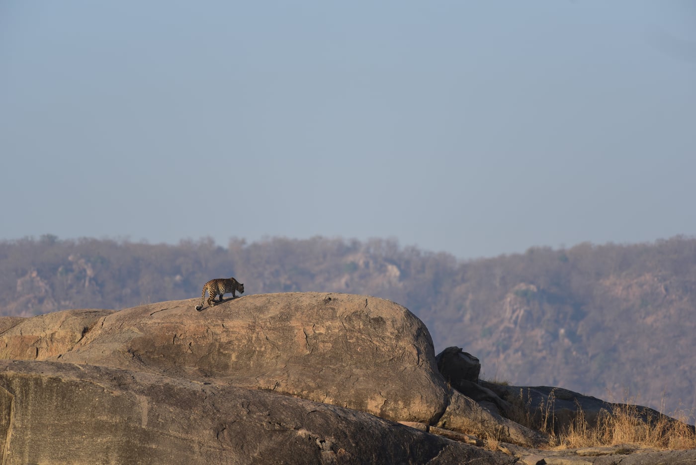 A leopard resting on a rock on top of a mountain | Utsav Camp Sariska
