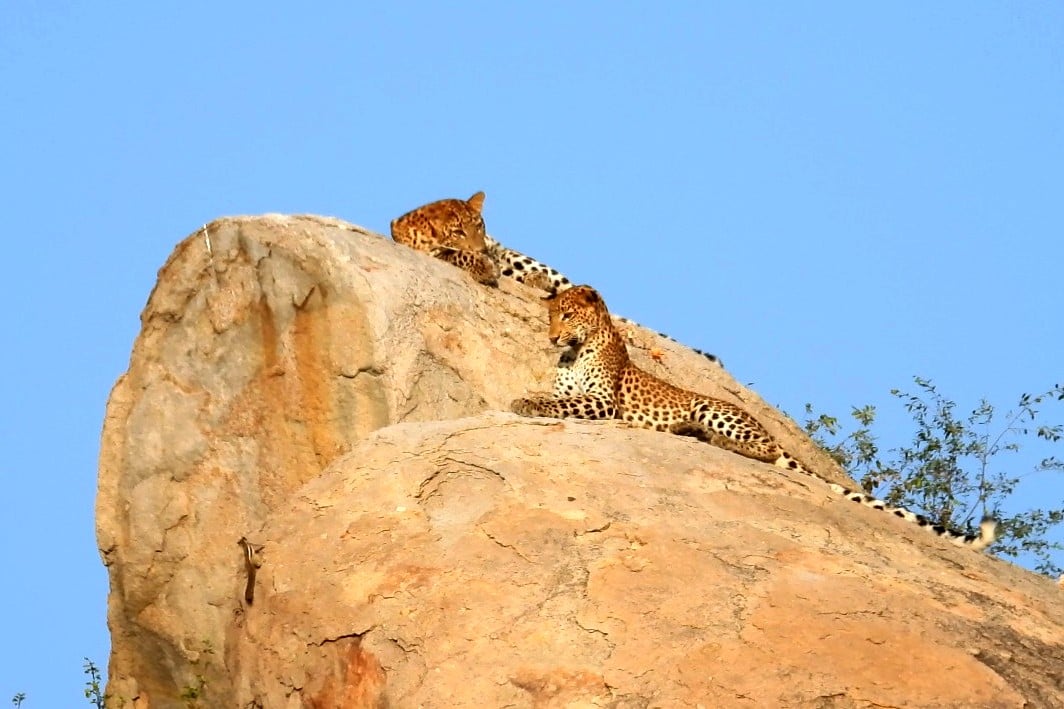 2 leopards laying on top of the rocks, surrounded by plants