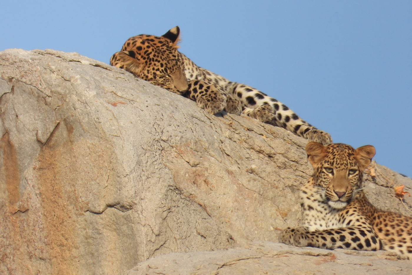 A close-up of 2 leopards laying on top of the rocks with a backdrop of open sky