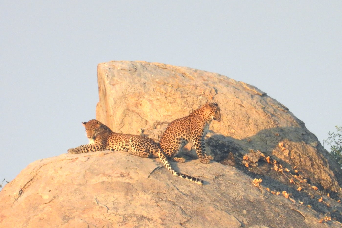 2 leopards resting on top of the rocks with a backdrop of blue sky