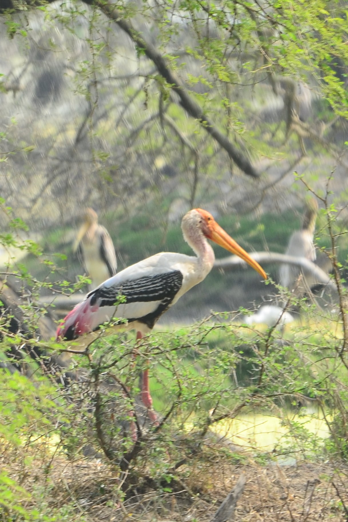 A painted stork perching on a branch with 2 birds in the background