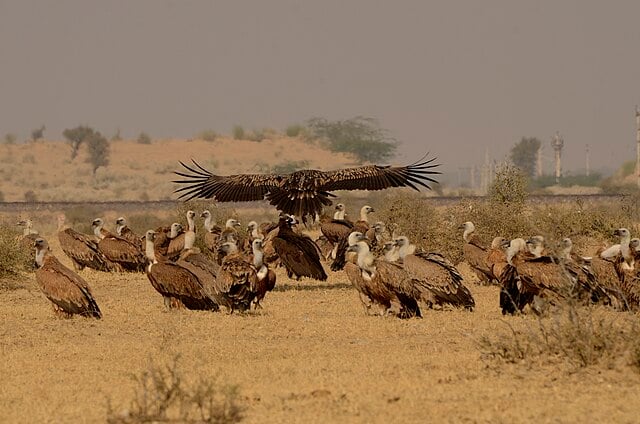 Image featuring a vulture flying and other fewvultures resting on the ground