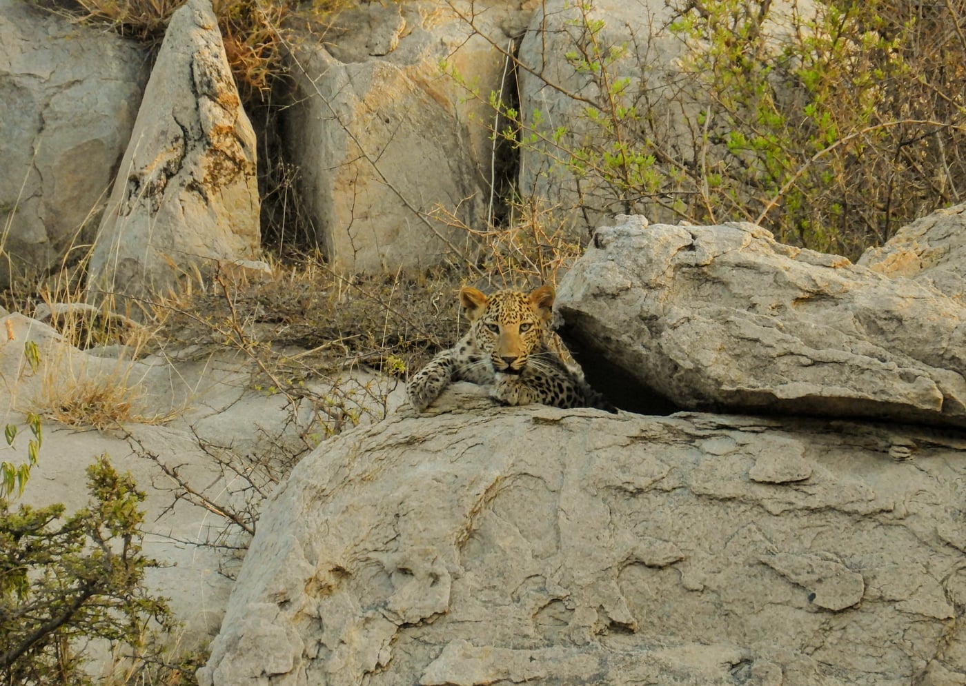 Leopard is sitting behind a rocky terrain with boulders and sparse trees in a dry forest setting.