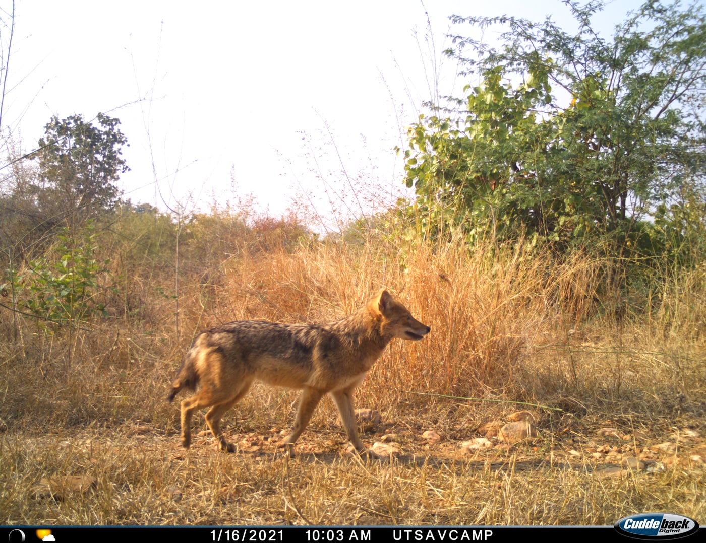 Picture of a GOLDEN JACKEL walking in day time