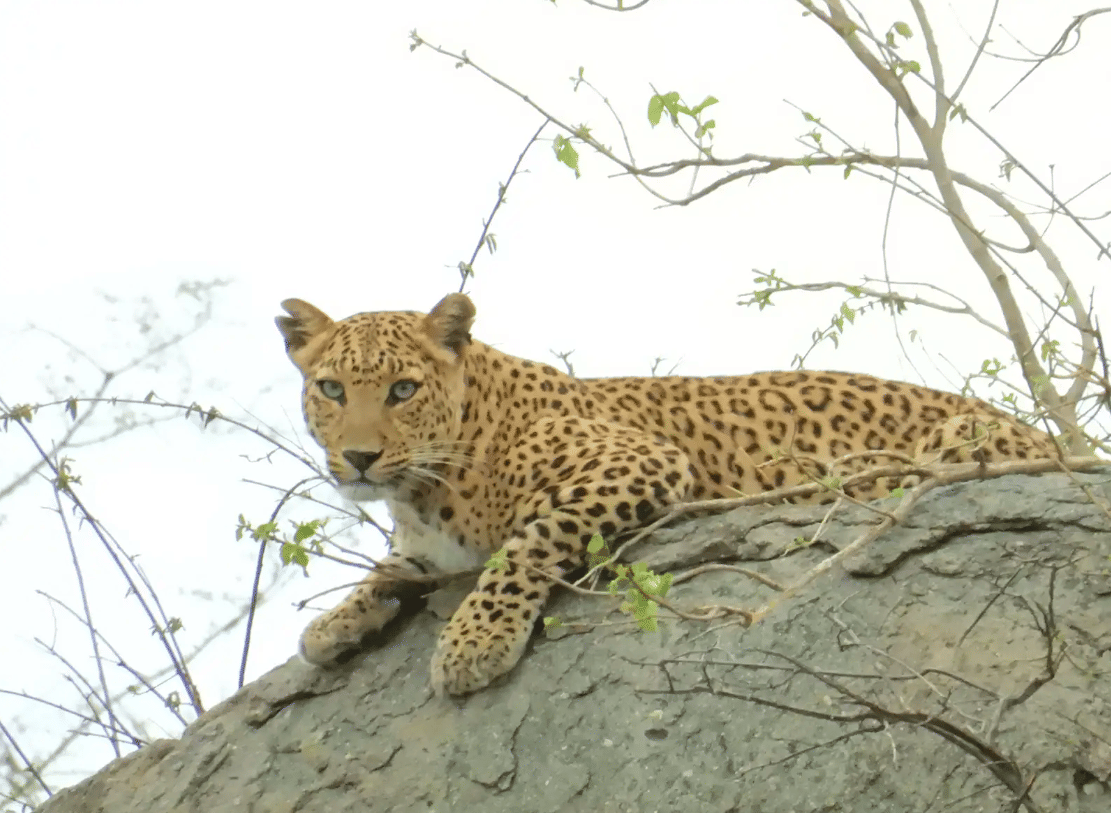 A leopard resting on a boulder while looking down as seen from below.