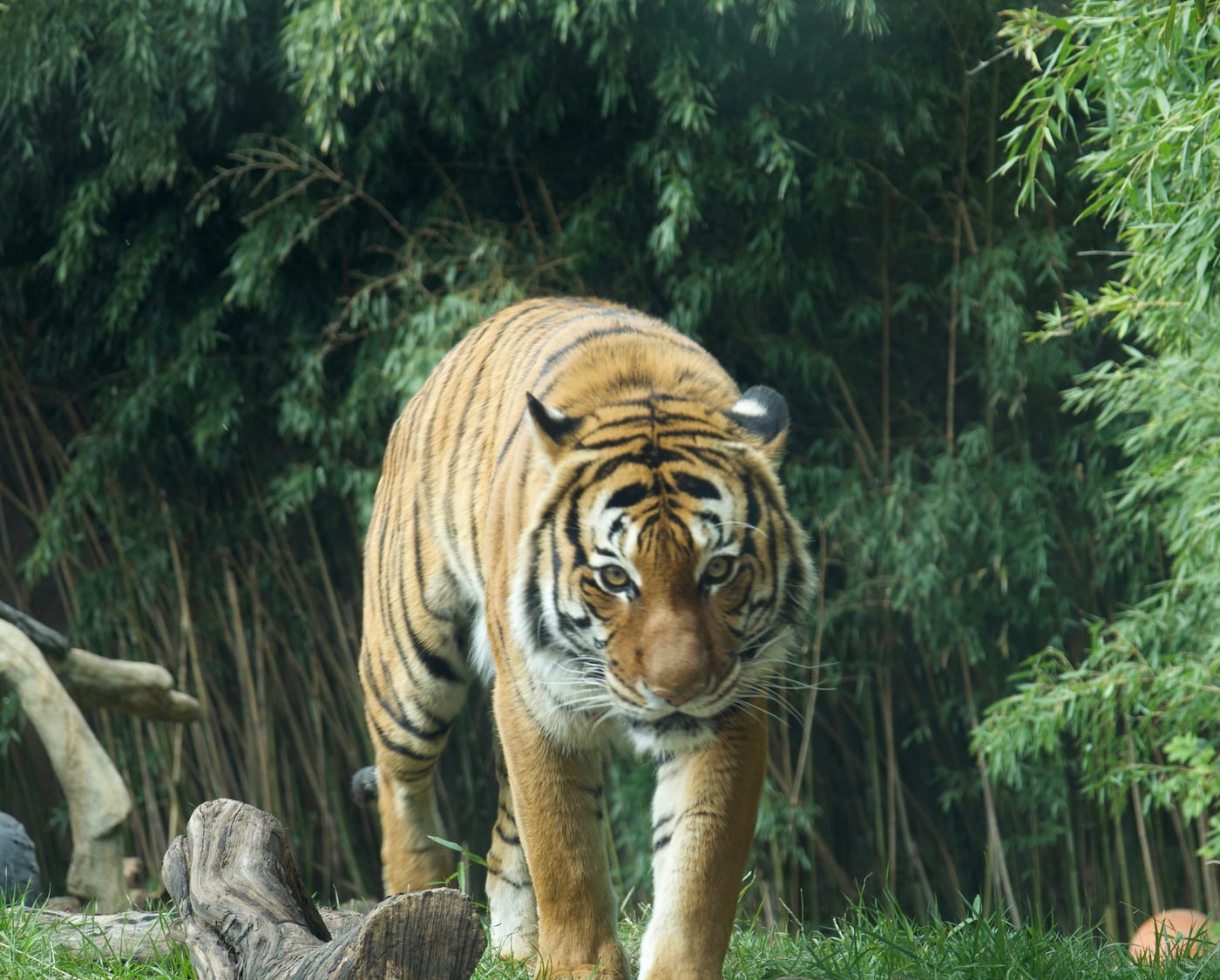A tiger walking and looking into the camera while being surrounded by greenery.